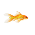 gachagoldfish_gmail_com