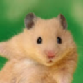 gauriamale_gmail_com