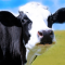 ChillaxedCow