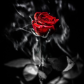 NIGHT THORN