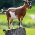 goatofthisplace