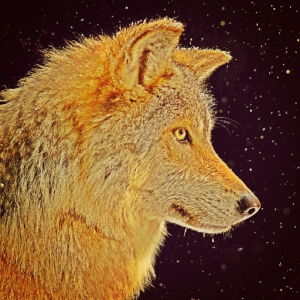 Godwolf