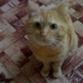 gofan