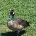 GooseGuy420