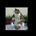 Gorillagamer