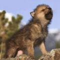 Graywolf118