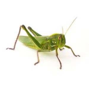 GreatestGrasshopper