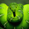 Greenisfun100
