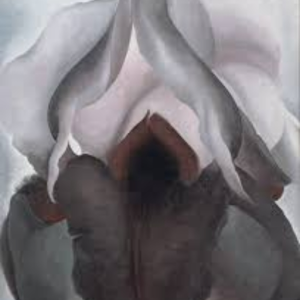 GreyIris