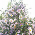 Gulnur