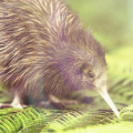 TacetVigilias