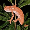 gush-LIZARD
