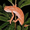 gush-LIZARD