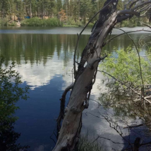 KrestWood