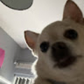 gvajae_gmail_com