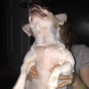 Halfnut