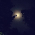 hamsinikaranth1_gmail_com