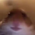 hamsterboi76_gmail_com