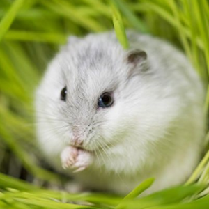 happyhoppinghamster