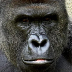 harambe