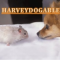 HarveyDogable