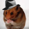 HarveyHamster