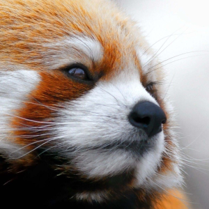 CoolerPanda