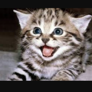 heber_penilla_catkingishere