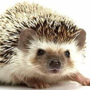 Hedgesolo