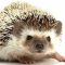 Hedgesolo