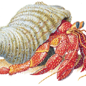HermitKrab