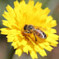 herrbuehmann