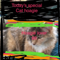 hoagie_lover_88_chh