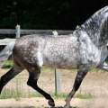horsecrazykid