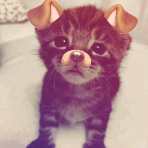 https_ashie