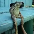 hukaboi