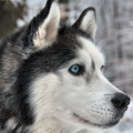 Huskylove840