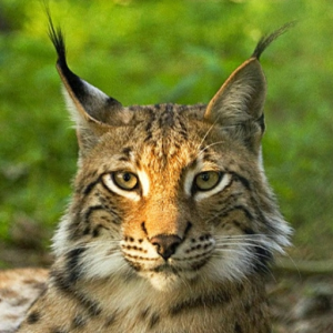 hyperlynx