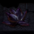 iamBlackLotus