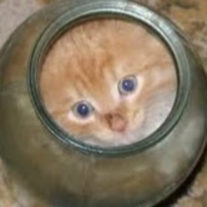IamTheCheese