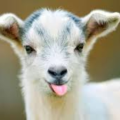 IamTheGoat
