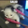 IcyMangoDumb