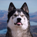 K'EYUSH THE HUSKAMUTE