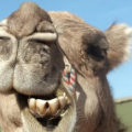 Ikaligeb