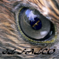 IlFalco