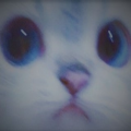 Feral