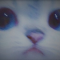 Feral
