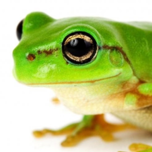 impossible_frog