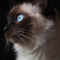 irena