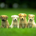 isaaksnortum_gmail_com